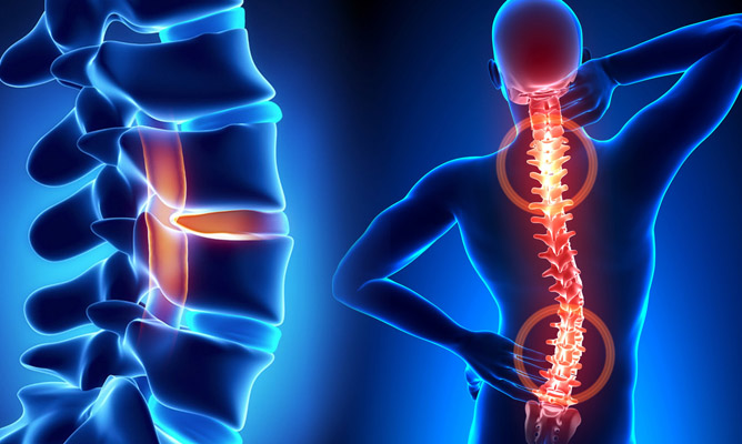 Spine